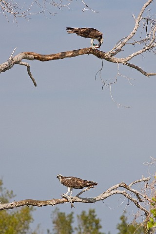 Fischadler Pandion haliaetus Osprey